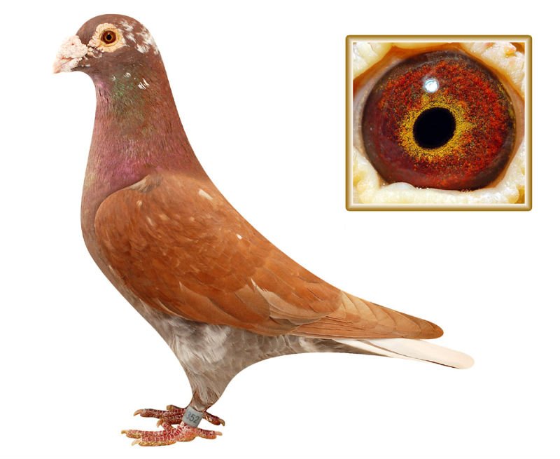 Good pigeon for racing pigeons,king pigeon ring,system pigeon