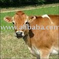 Brown Swiss Cattle