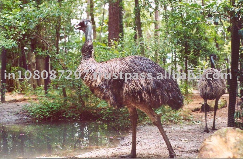 emu oil creams
