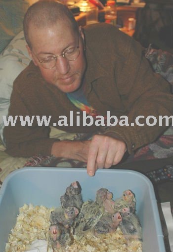BABY COCKATIEL FROM MEP LTD
