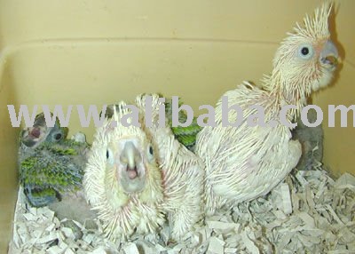 Goffin Cockatoo ready for export!!