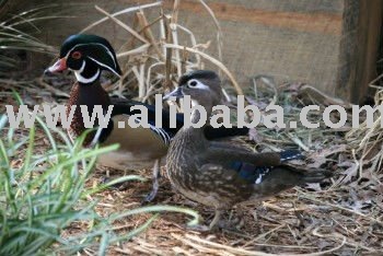 Woodducks
