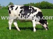 HOLTEIN HEIFERS