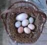 Palm cockatoos egg