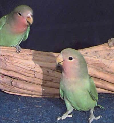 Young Peach-Face- Lovebirds,Spain Young Peach-face Lovebirds price ...