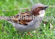 sparrow eggs for sale