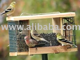 House finches