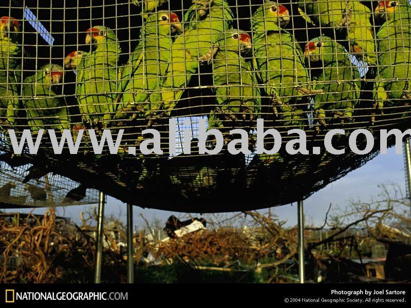 Amazon  Parrot 