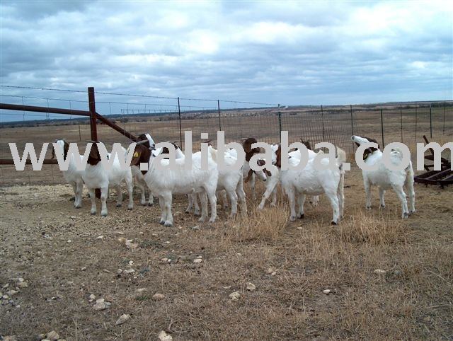 Станица коза. Бурские козы. Поставщик с Goat.