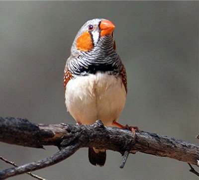 English Zebra Finch products,Cameroon English Zebra Finch supplier