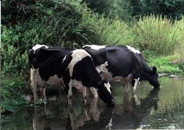  Milk  and Meat Making  Cattle 