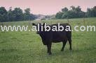Angus Cattle