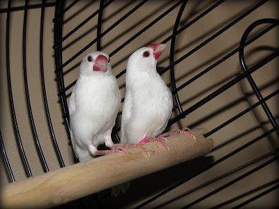 white finches birds products,Cameroon white finches birds supplier