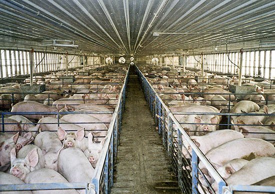 PIGS FOR SALE high quality breed,best quality PIGS FOR SALE