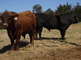 Cattle - Reg. Beefmaster Bull  Western Arkansas
