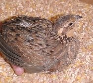 Chinese Painted Quail (Button Quail) products,United States Chinese ...