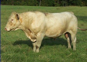 Cattle - Reg. Charolais Bull South Arkansas,United States price ...