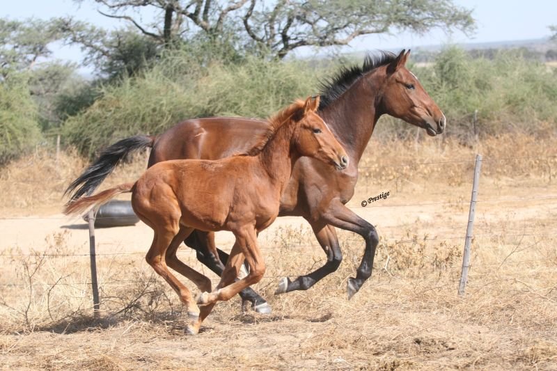 Bodenhausen Mares Stallions