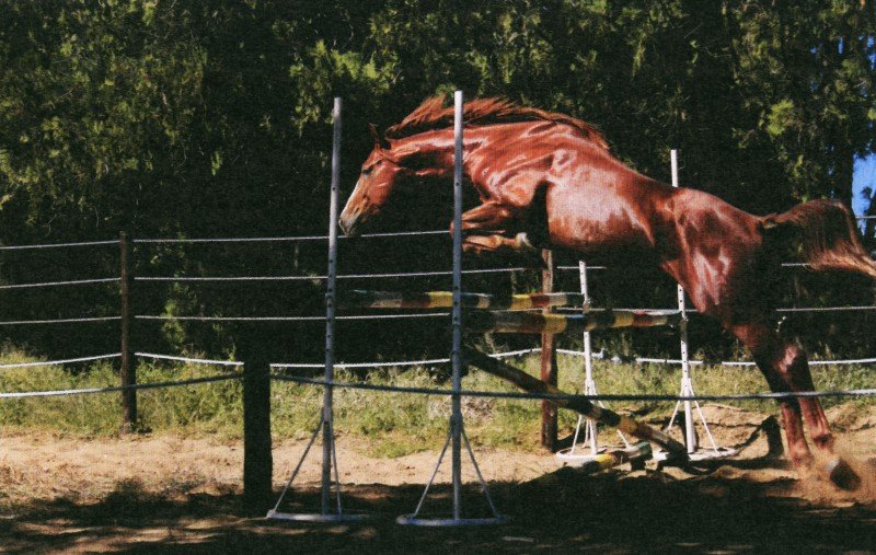Bodenhausen Stallions