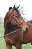  Horse  lordy