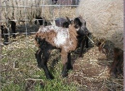 Ram lamb out of Mookey- Shetland ewe/Barbados ram