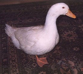 pekin duck