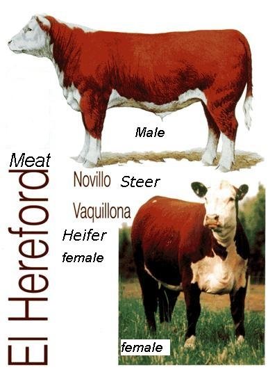 Livestock Cattle for  Slaughter