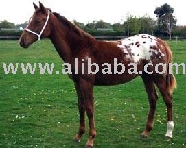 Savannah Private Eye horse