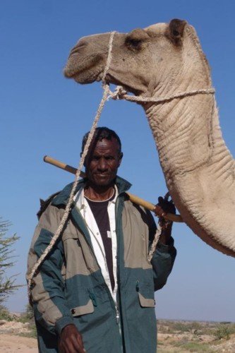 Camel (camelus Dromendriuos)