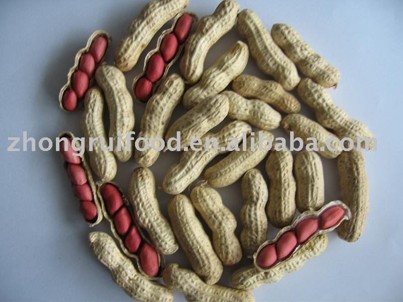 sily  red  peanut in  shell 