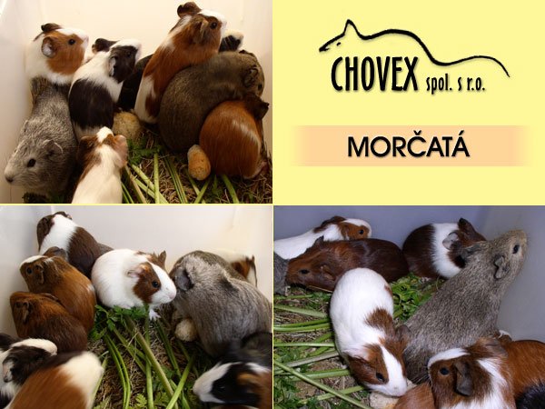 Guinea Pigs