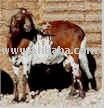 Damara Sheep