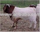 Boer Goats
