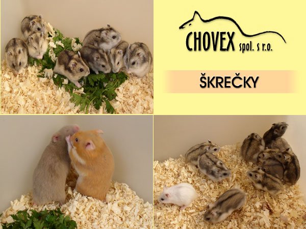 Hamsters And Gerbils
