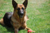 Hansa von Kazandi (V)  mother  of litter, Shepherd Dog