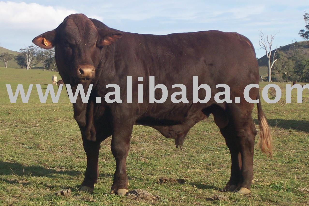 Leven  Knight  Cattle