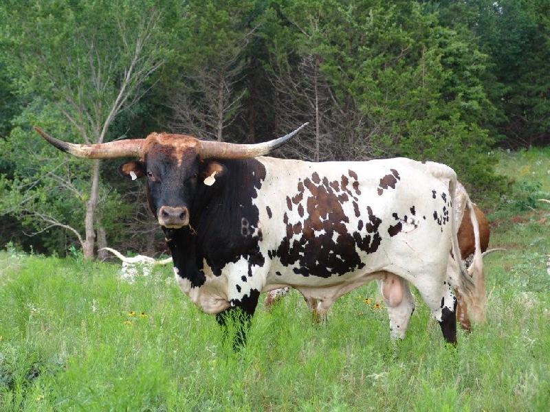 bull-41 MAGNUM