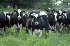 HOLTEIN HEIFERS