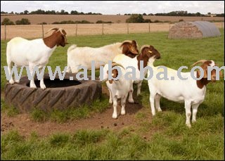 Boer Goats