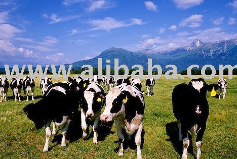 Holstein Friesian Cattle and other breeds