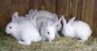 adorable rabbits for sale