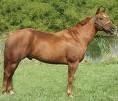 healthy and smart quarter horse for sale