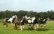 healthy and smart gypsy verna  horse for sale