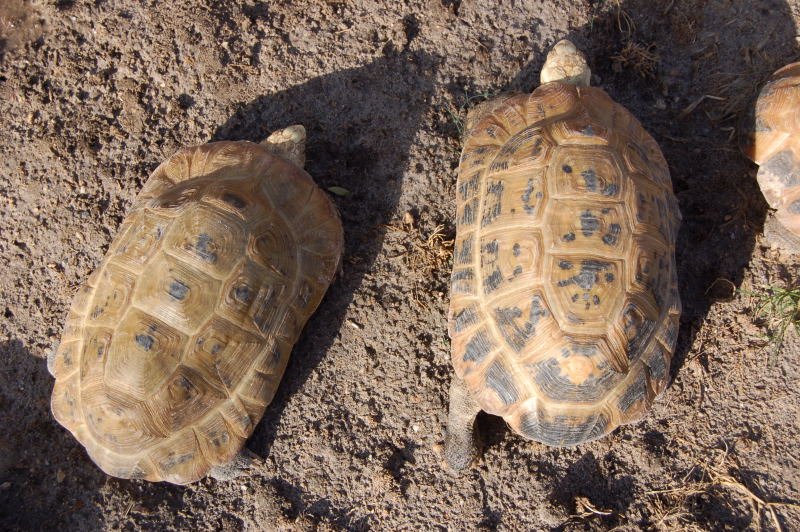 Lenent Reptile Farm - Sulcata tortoise,Hermann tortoises,Galapagos ...