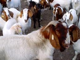 Boer  Goat s Registered and Commercial Grade