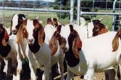 Quality Boer Goat