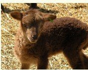 live sheep North American Soay Tan (light phase)