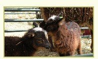 live sheep North American Soay White spotting