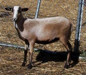 Registered Painted Desert Ewes  F-1277
