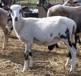 Registered Painted Desert Ewes F-1319